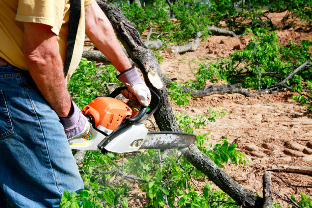 Dead Tree Removal in Bull Shoals, AR